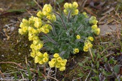 Draba corymbosa