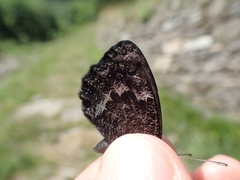 Erebia montanus