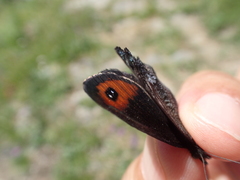 Erebia montanus