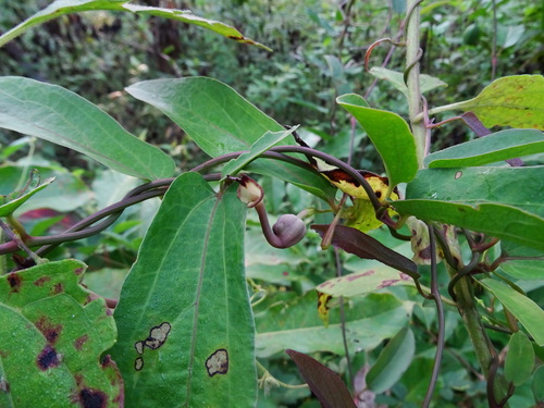 Image of Aristolochia indica by no rights reserved