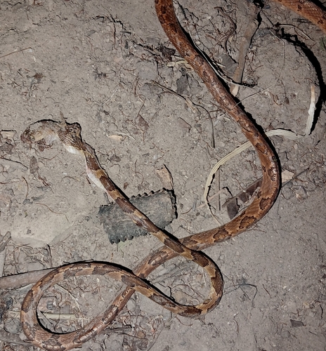 Photo of a Central American Tree Snake (Imantodes gemmistratus)