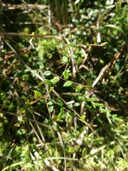 Vaccinium microcarpum