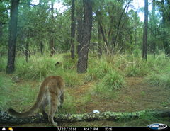 Puma concolor couguar
