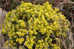 Draba corymbosa