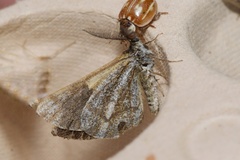Bupalus piniaria