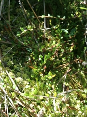 Vaccinium microcarpum