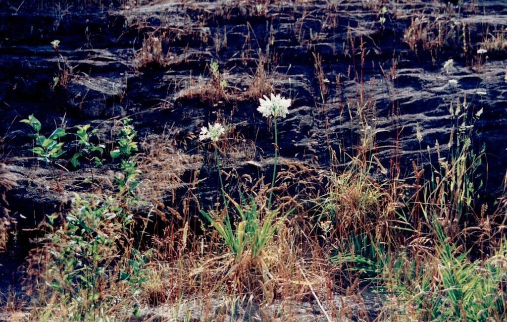 blue lily