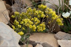 Draba corymbosa