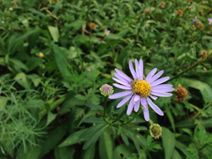 Asteraceae