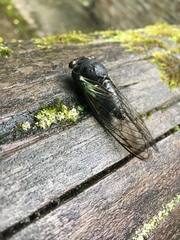 Neotibicen lyricen engelhardti