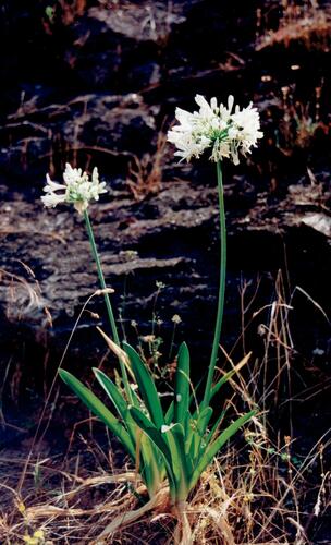 Agapanthus praecox