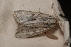 Apamea monoglypha