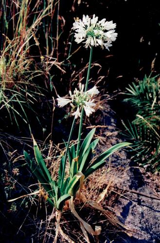 Agapanthus praecox