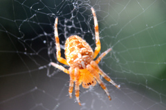 Araneus diadematus