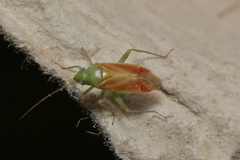 Dichrooscytus rufipennis