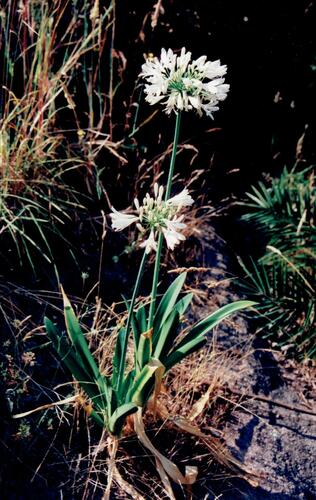 Agapanthus praecox