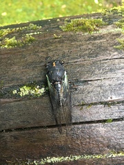 Neotibicen lyricen engelhardti