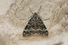 Evergestis lupalis