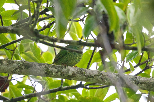Fiery-throated Fruiteater (Pipreola chlorolepidota), photo 4