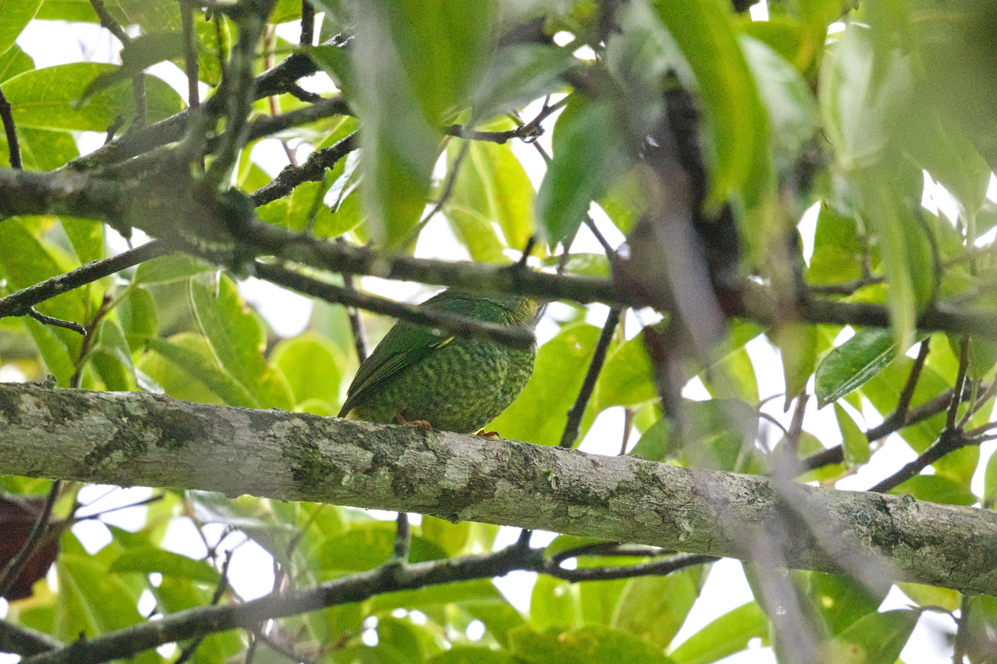 Fiery-throated Fruiteater (Pipreola chlorolepidota), photo 4