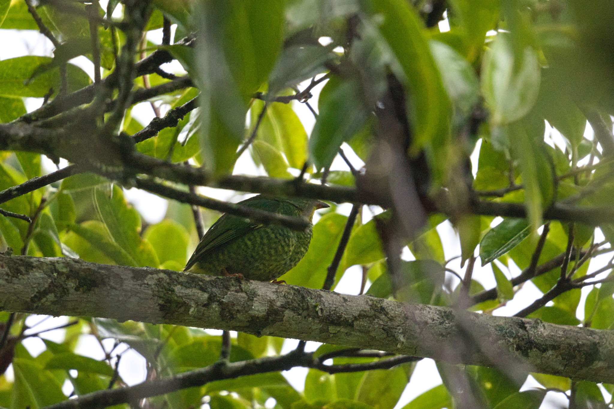 Fiery-throated Fruiteater (Pipreola chlorolepidota), photo 3