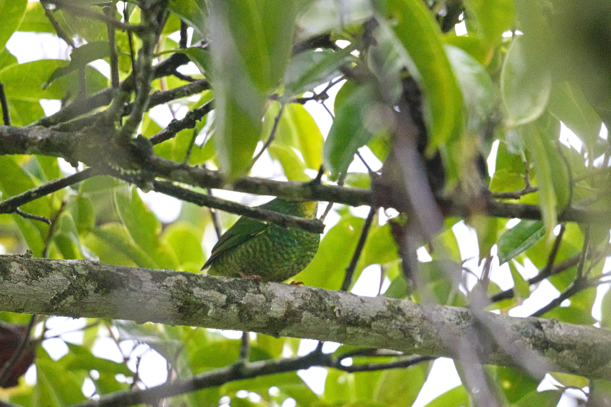 Fiery-throated Fruiteater (Pipreola chlorolepidota), photo 7