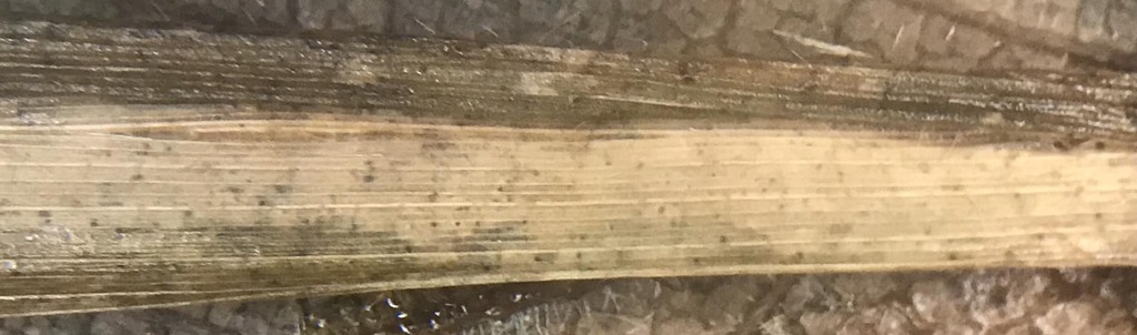 Ascochyta brachypodii