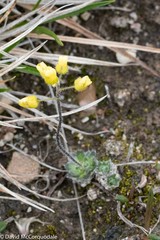 Draba corymbosa