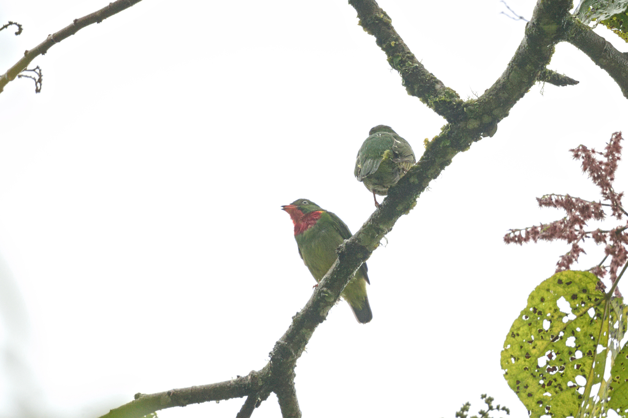 Fiery-throated Fruiteater (Pipreola chlorolepidota), photo 8