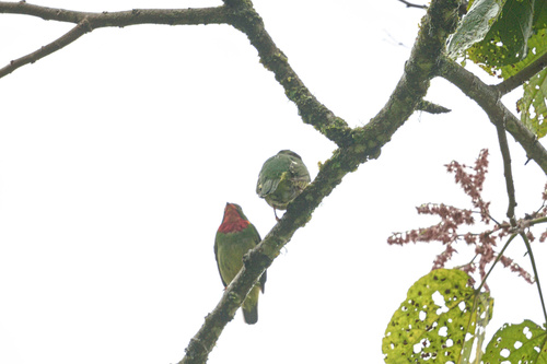 Fiery-throated Fruiteater (Pipreola chlorolepidota), photo 10