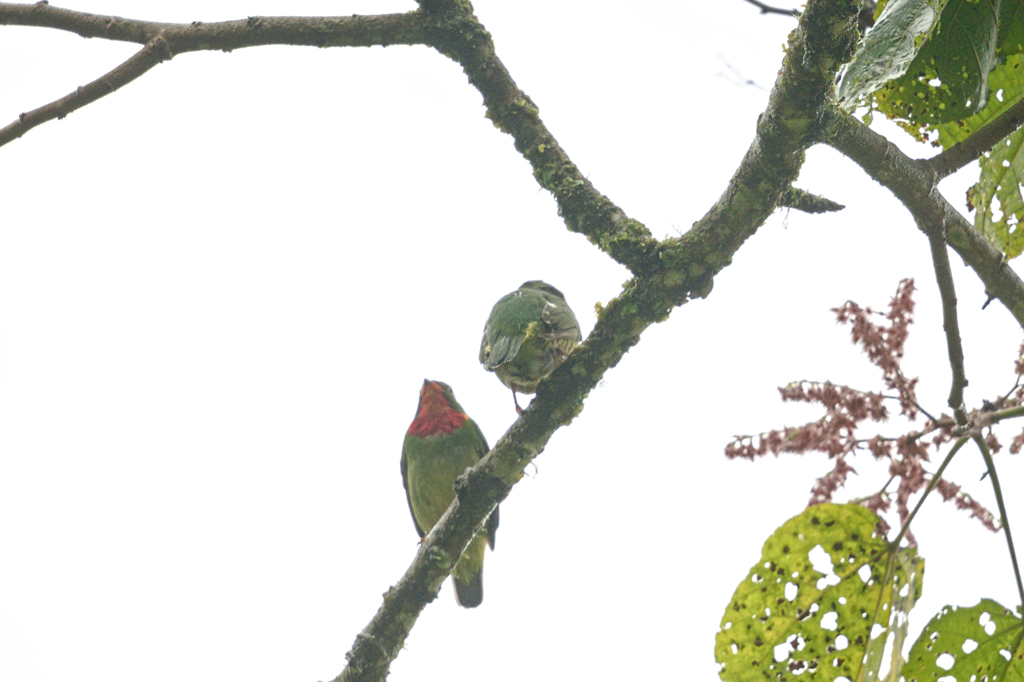 Fiery-throated Fruiteater (Pipreola chlorolepidota), photo 10