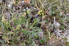 Oxytropis maydelliana