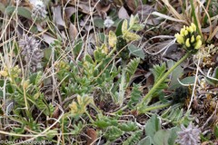 Oxytropis maydelliana