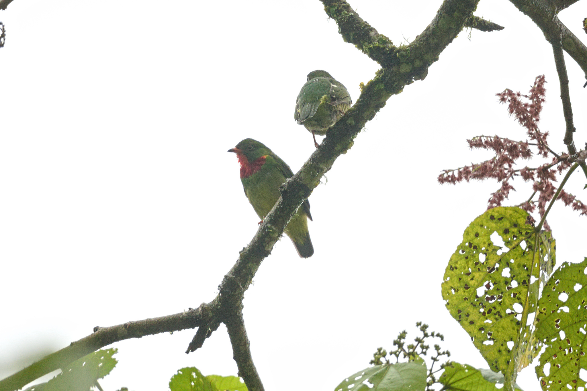 Fiery-throated Fruiteater (Pipreola chlorolepidota), photo 9