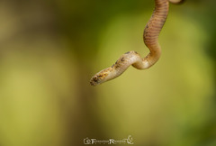 Leptodeira polysticta