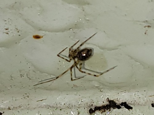 Cave spider, Drachten, Nederland, photo 2 of 10