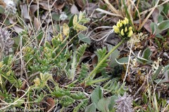 Oxytropis maydelliana