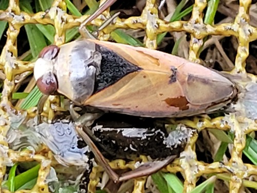 Eurasian Greater Water Boatman, Wijnjewoude, Nederland, photo 7 of 10