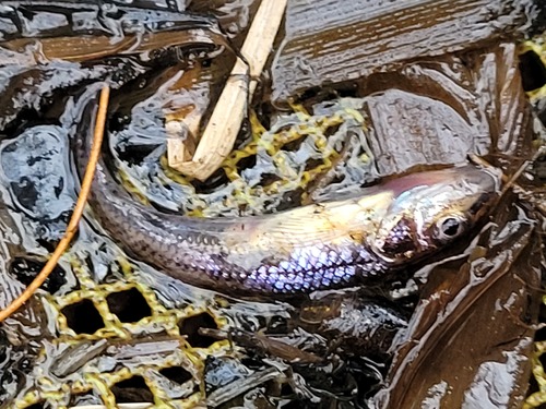 Common Gudgeon, Wijnjewoude, Nederland, photo 9 of 10