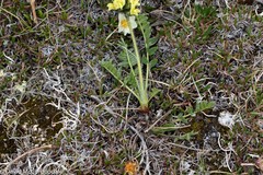 Oxytropis maydelliana