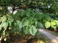 Angiospermae