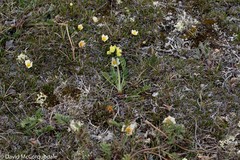 Oxytropis maydelliana