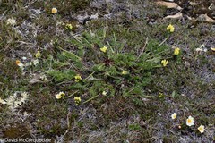 Oxytropis maydelliana