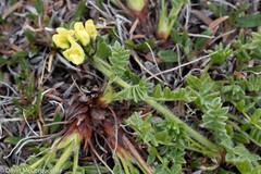 Oxytropis maydelliana
