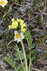 Oxytropis maydelliana