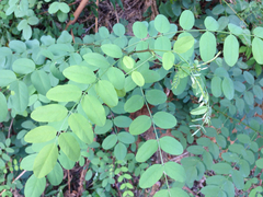 Angiospermae