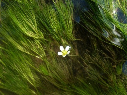 Ranunculus kauffmanii P.Clerc