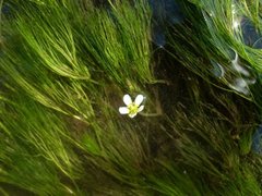 Ranunculus kauffmannii