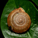 老子盾蝸牛 - Photo 由 Liu JimFood 所上傳的 (c) Liu JimFood，保留部份權利CC BY-NC