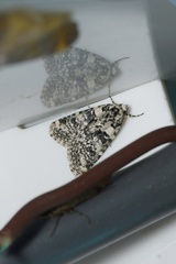 Bryophila domestica